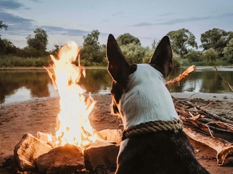 Can dogs eat marshmallows?